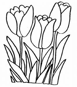 tulipanes para colorear