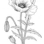 flor de amapola