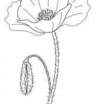 amapola flor