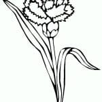 flor de clavel para pintar