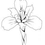dibujo flor iris