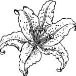 flor lilium