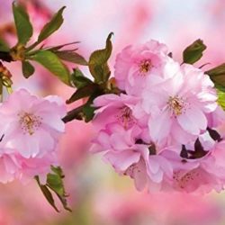 Póster flores de cerezo 91x61 cm
