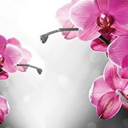 Fotomural de orquídeas sobre fondo gris