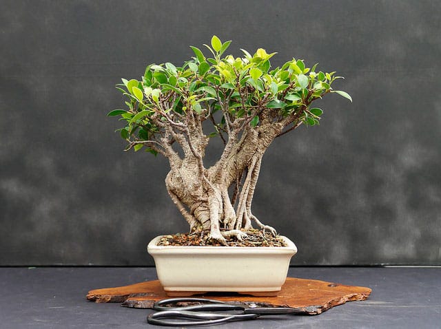 Bonsai de Ficus