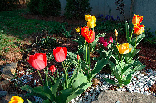 cuidado de los tulipanes